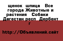 щенок  шпица - Все города Животные и растения » Собаки   . Дагестан респ.,Дербент г.